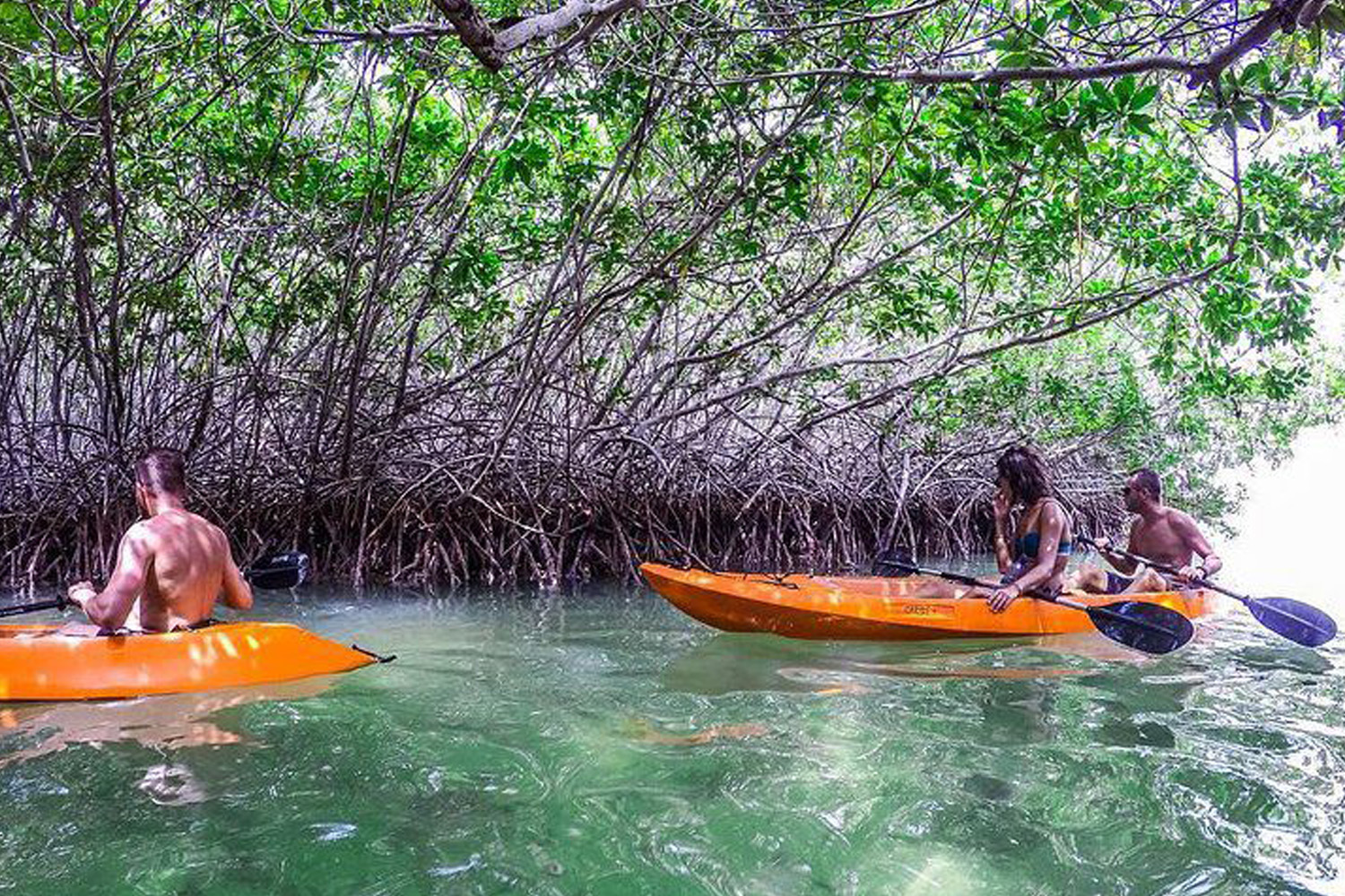 Mangrove Kajak Tour